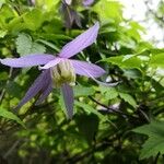 Clematis alpina Blüte