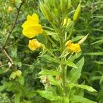 Oenothera parvifloraപുഷ്പം