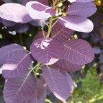 Cotinus coggygriaLeaf