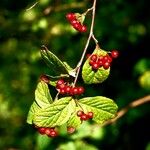 Cotoneaster bullatus 葉