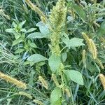 Amaranthus hybridus Habit