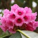 Rhododendron kesangiae Çiçek