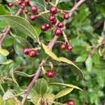 Rhamnus alaternusFrukt