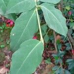 Euonymus latifolius Deilen