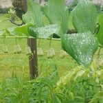 Polygonatum multiflorumഇല