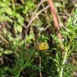 Glebionis coronaria Hábitos