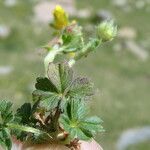 Potentilla crantzii পাতা