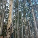 Eucalyptus regnans Кора