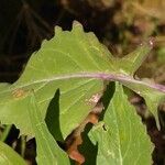 Brassica fruticulosa Hoja
