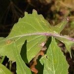 Brassica fruticulosa Leaf