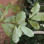 Terminalia ivorensis Yaprak