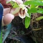 Coelogyne fimbriata Virág