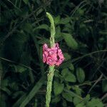 Stachytarpheta mutabilis Virág