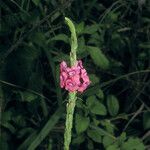 Stachytarpheta mutabilis फूल