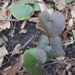 Asarum europaeum 葉