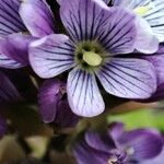 Gentianella dasyantha Çiçek