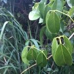 Derris trifoliata Leaf