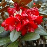 Rhododendron haematodes 花