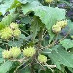 Abutilon vitifolium Blad