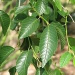 Ulmus pumila Fuelha