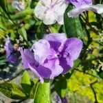 Brunfelsia pauciflora Fleur