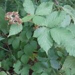 Rubus gratus ഇല