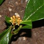 Psychotria dewildei