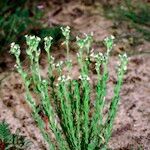 Linaria arenaria Plante entière