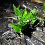 Mercurialis perennis Hoja