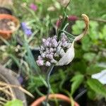 Allium porrum Fleur