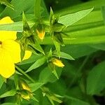 Linum flavum Flower