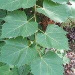 Tilia mongolica 葉