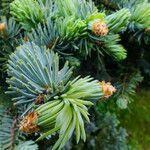 Picea engelmannii Лист