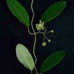 Blepharodon bicuspidatum Hoja