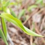 Uvularia sessilifolia Blatt