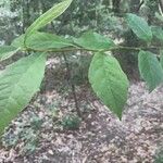 Lindera benzoin Leaf