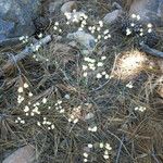 Eriogonum nudum Habitat