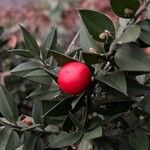 Ruscus aculeatus 果實