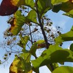 Tectona grandis Fruit