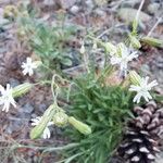 Silene douglasii Flor