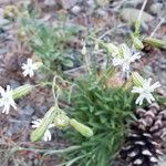 Silene douglasii Flower