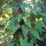 Philodendron giganteum Staniste