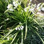 Allium triquetrum Flower