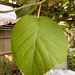 Actinidia chinensisLeaf