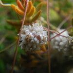 Cuscuta planiflora Kvet