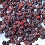 Rubus niveus Frucht