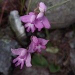 Cynorkis cardiophylla Flor