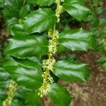 Ilex opaca Blad