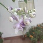 Cochliasanthus caracalla Λουλούδι