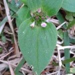 Richardia scabra Feuille